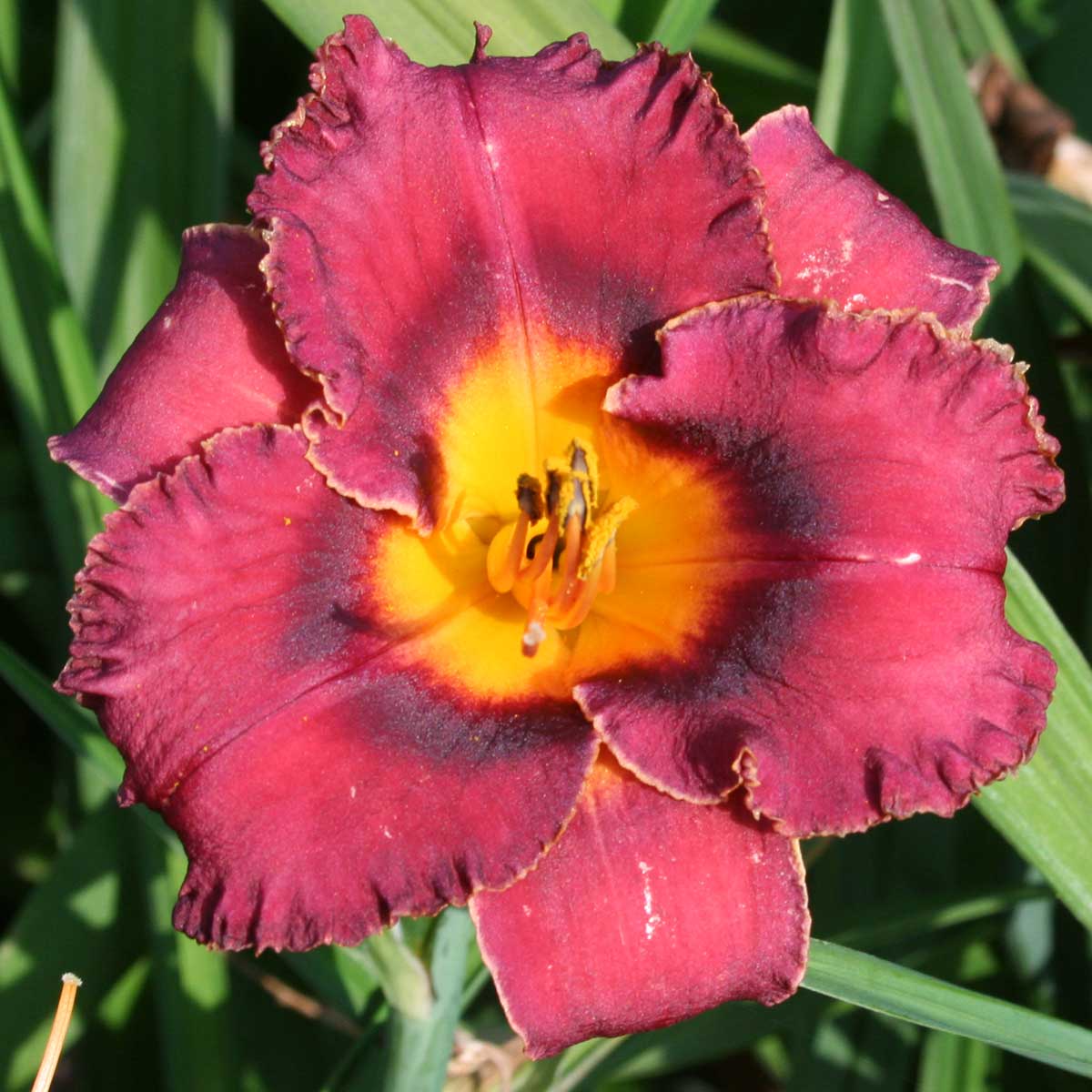 Hemerocallis 'Night Whispers'<span>Taglilie</span>
