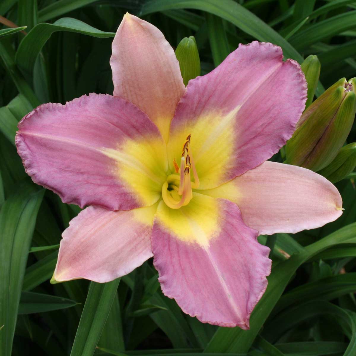 Hemerocallis 'Nile Crane'<span>Taglilie</span>