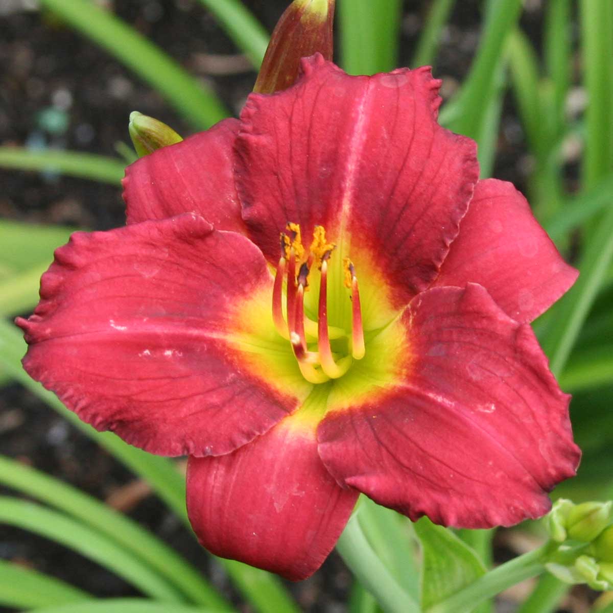 Hemerocallis 'Pardon Me'<span>Taglilie</span>