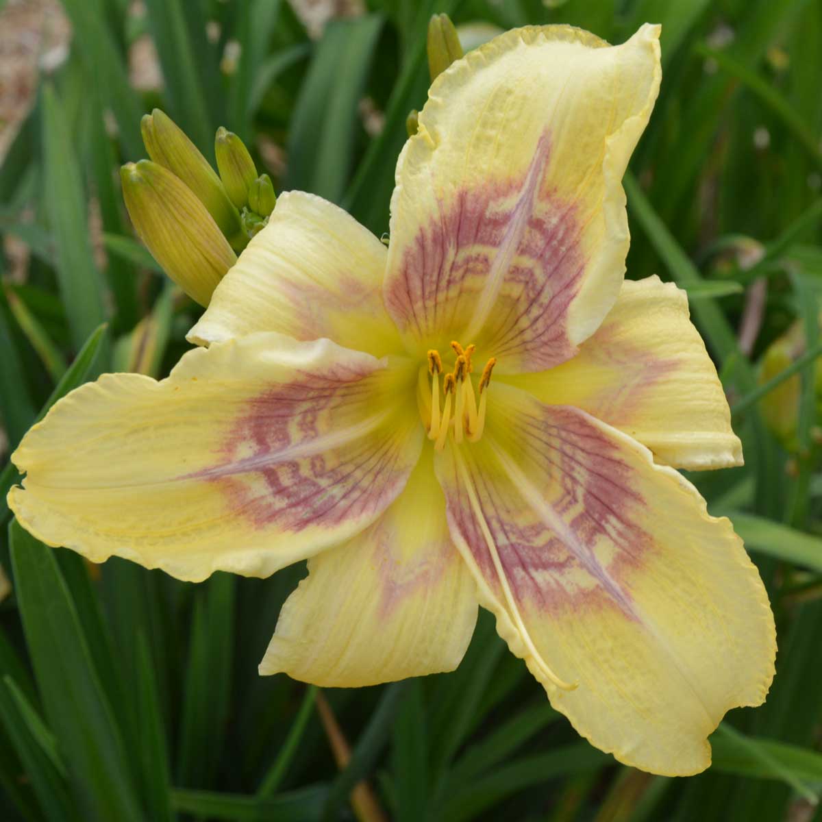 Hemerocallis 'Pattern Maker'<span>Taglilie</span>