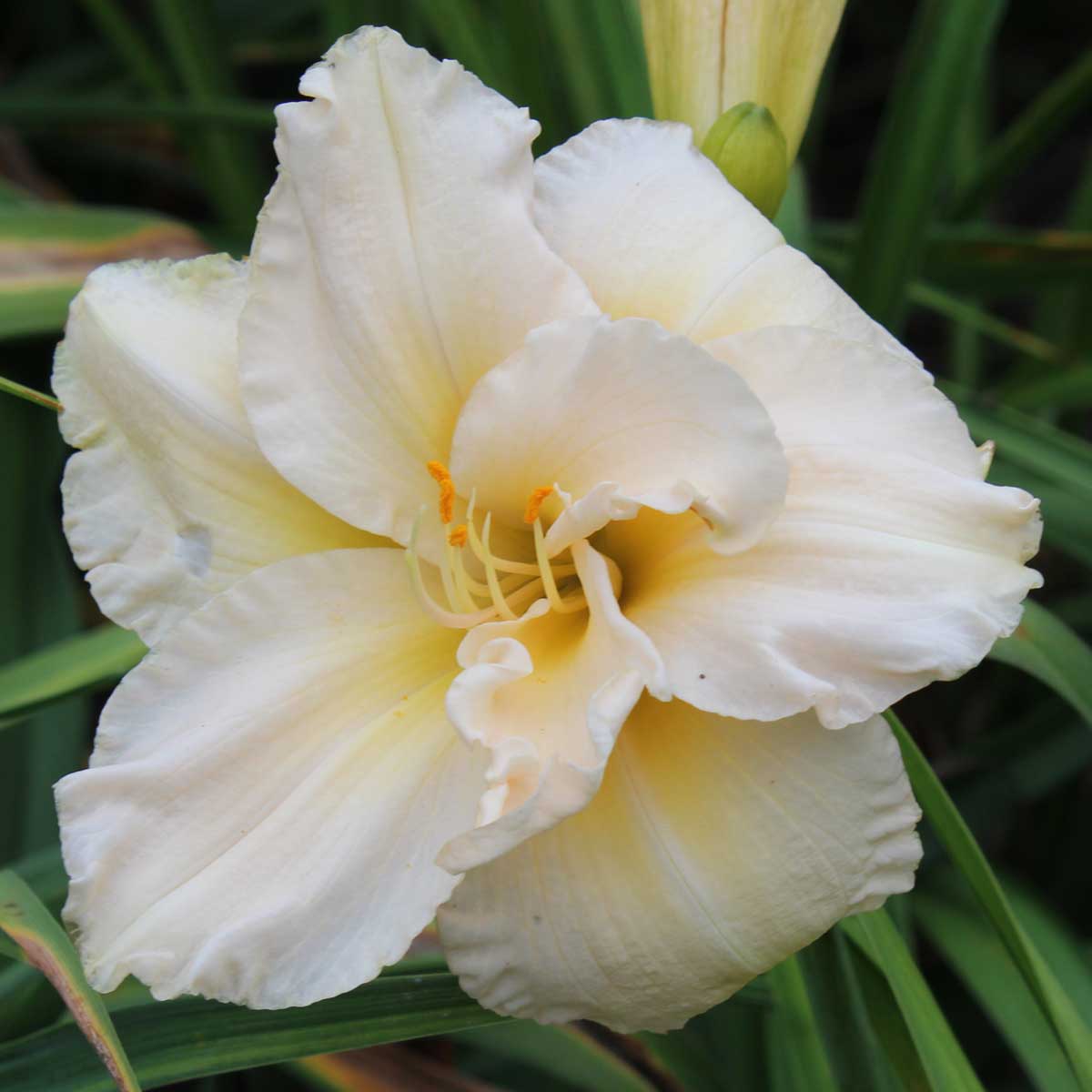 Hemerocallis 'Peggy Jeffcoat'<span>Taglilie</span>