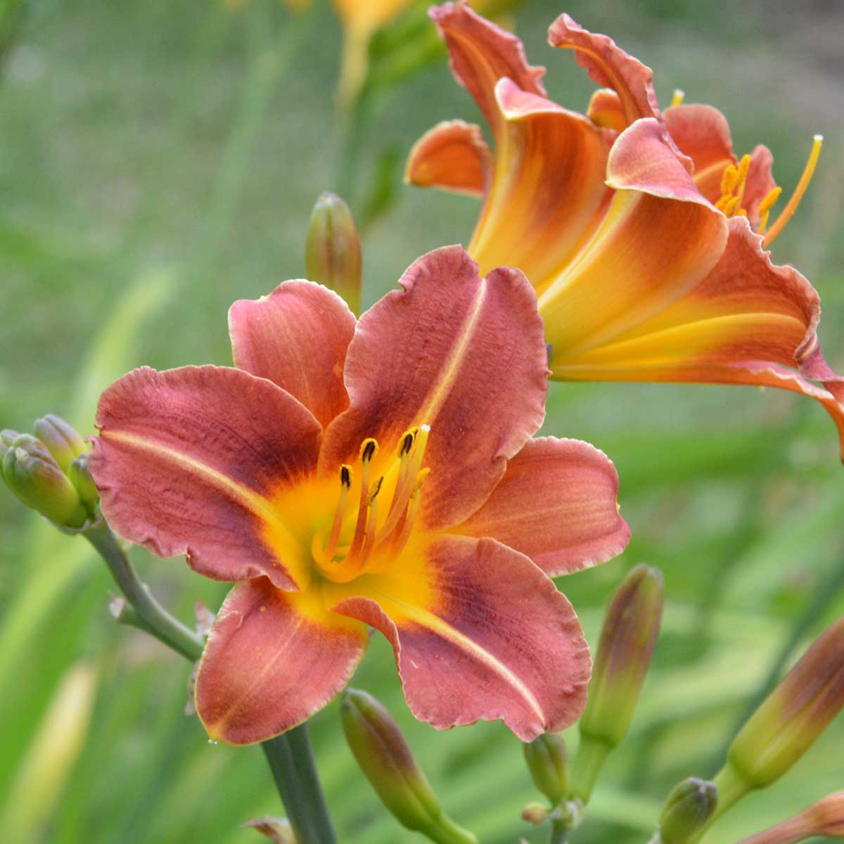 Hemerocallis 'Pfennigparade'<span>Taglilie</span>