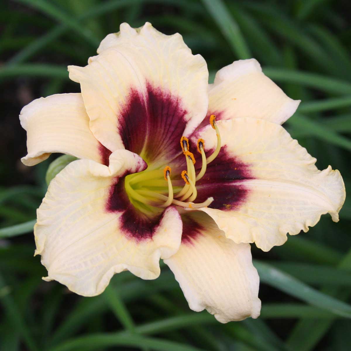 Hemerocallis 'Piano Man'<span>Taglilie</span>