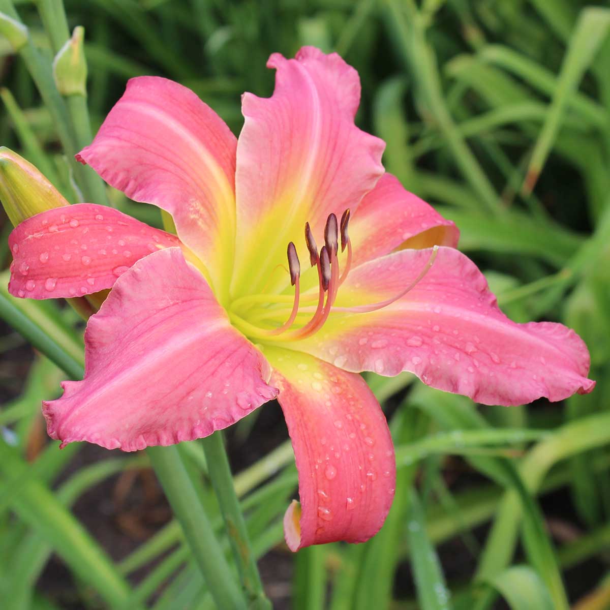 Hemerocallis 'Pink Titan'<span>Taglilie</span>