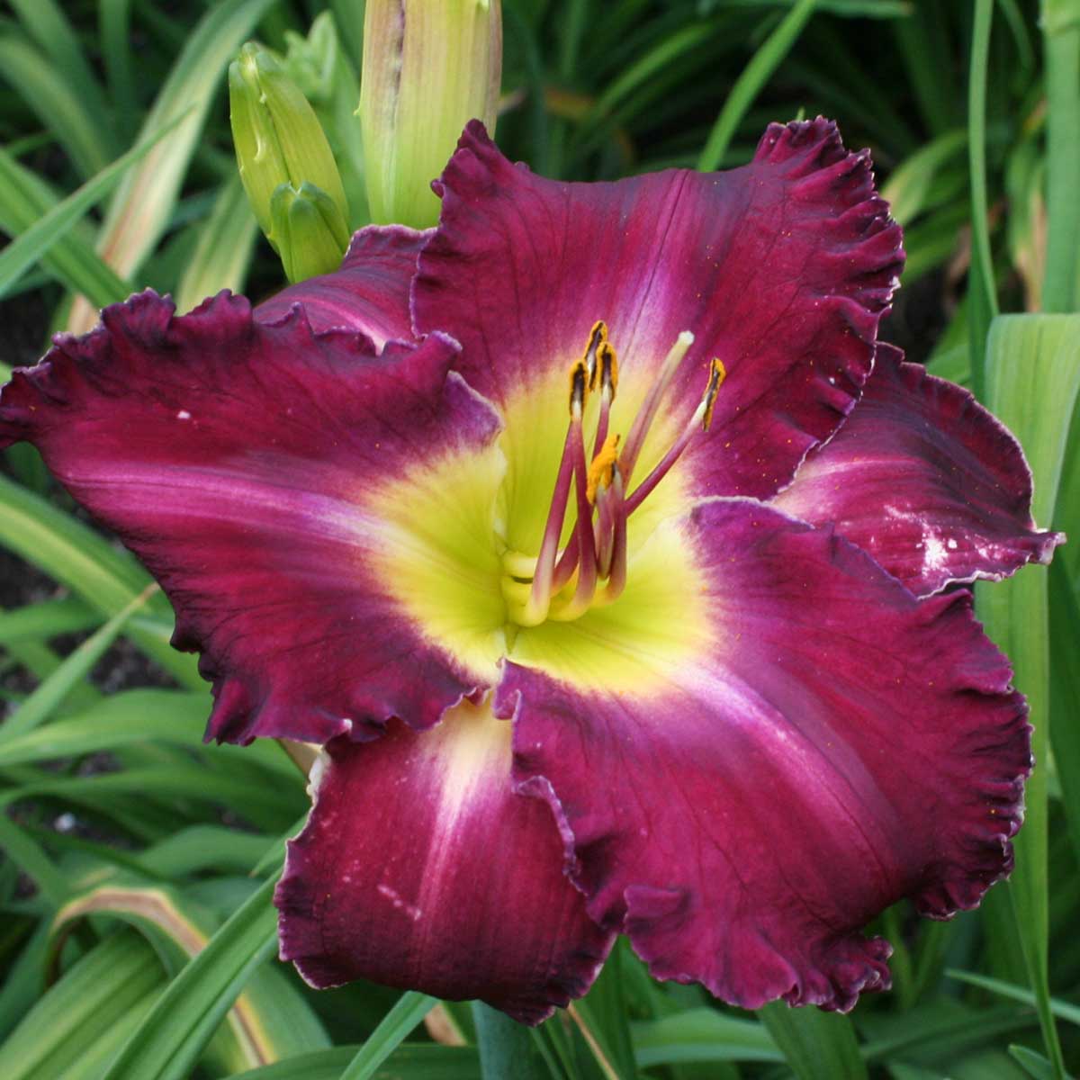 Hemerocallis 'Plumtopia'<span>Taglilie</span>