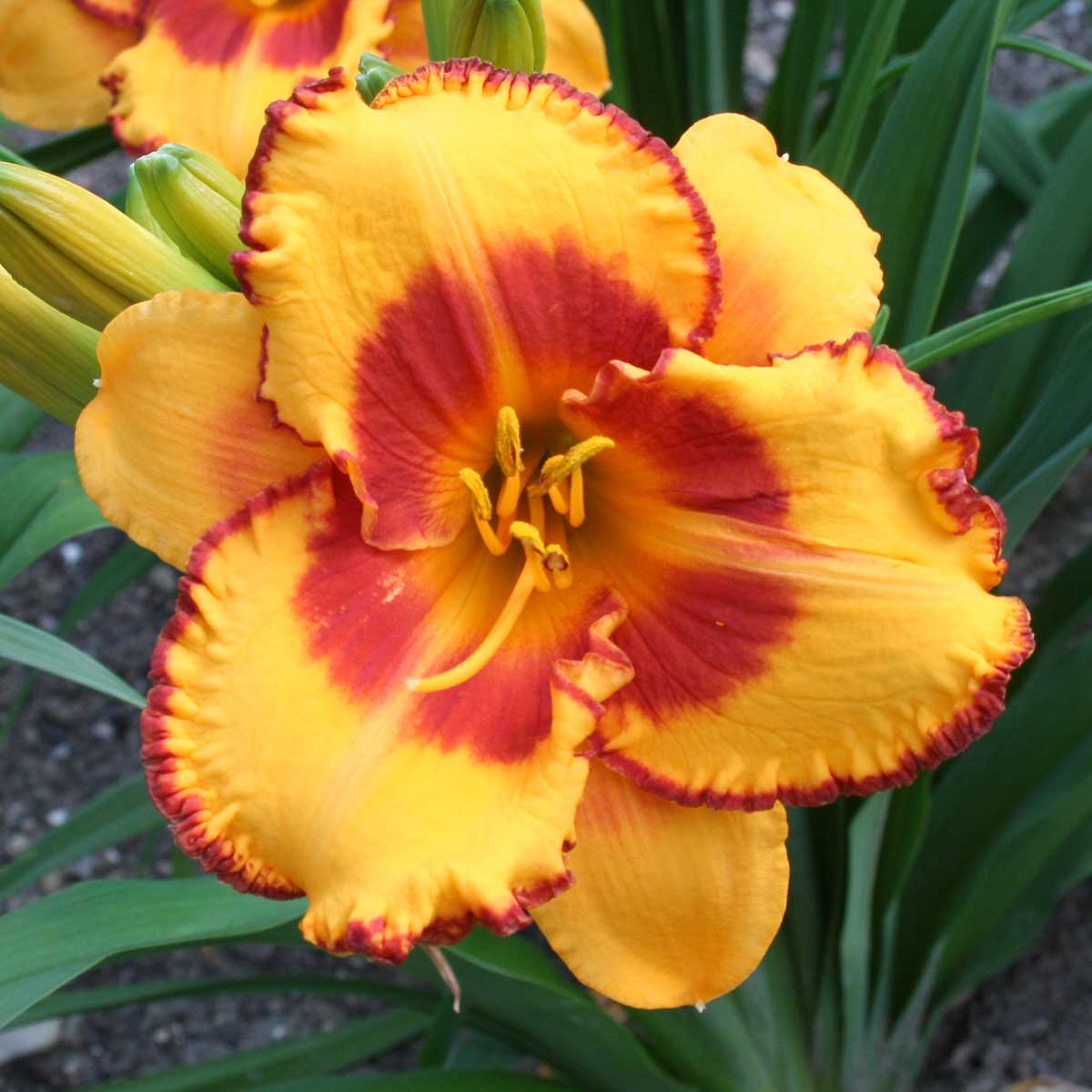 Hemerocallis 'Pumpkin Prince'<span>Taglilie</span>