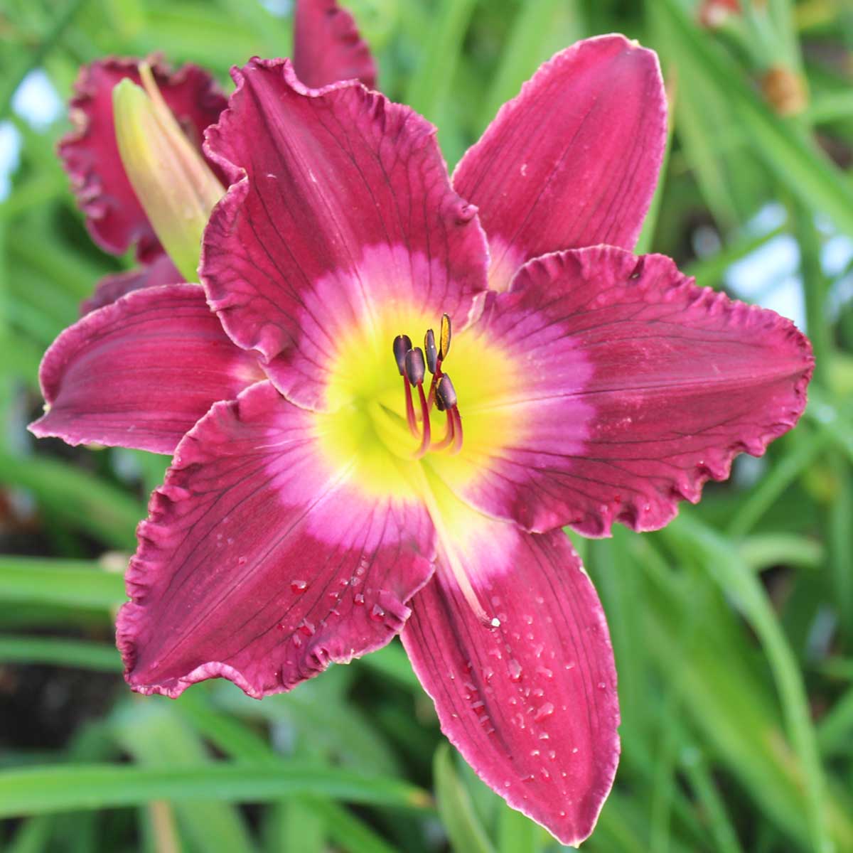 Hemerocallis 'Purple Kaboom'<span>Taglilie</span>