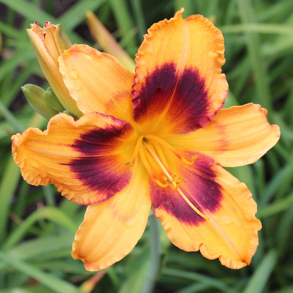 Hemerocallis 'Radiant Greetings'<span>Taglilie</span>