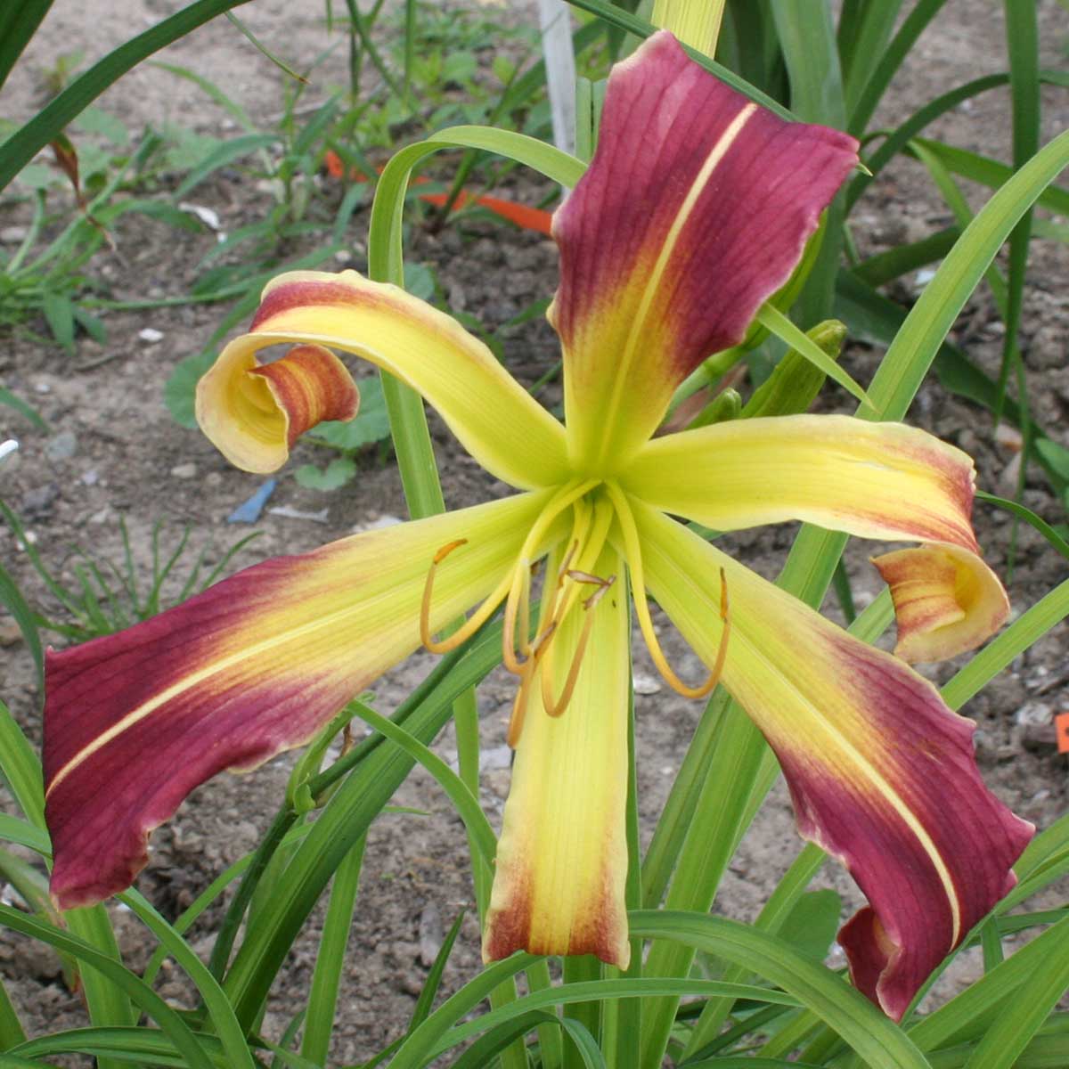 Hemerocallis 'Radioactive Curls'<span>Taglilie</span>