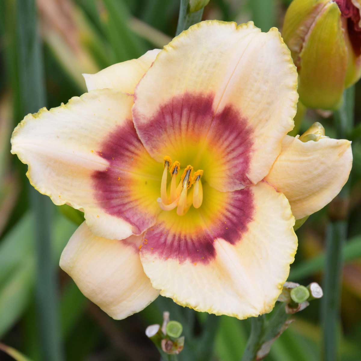 Hemerocallis 'Rainbow Candy'<span>Taglilie</span>
