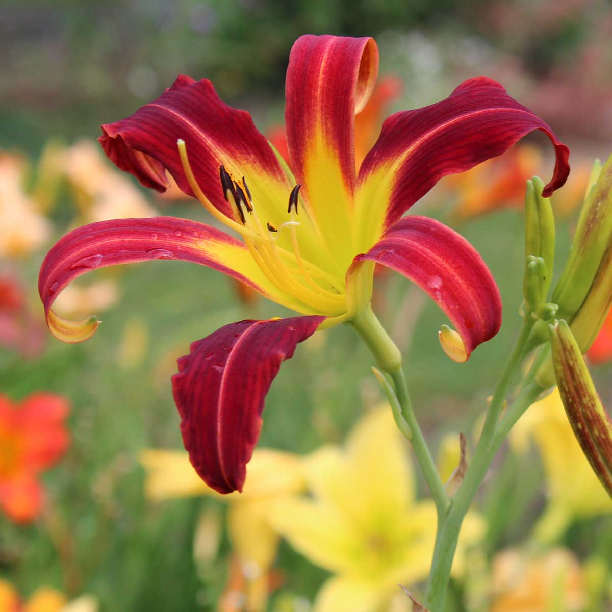 Hemerocallis 'Red Ribbons'<span>Taglilie</span>