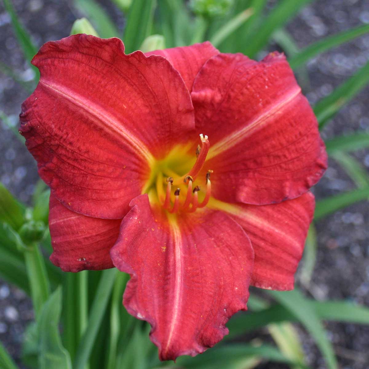 Hemerocallis 'Red Rum'<span>Taglilie</span>