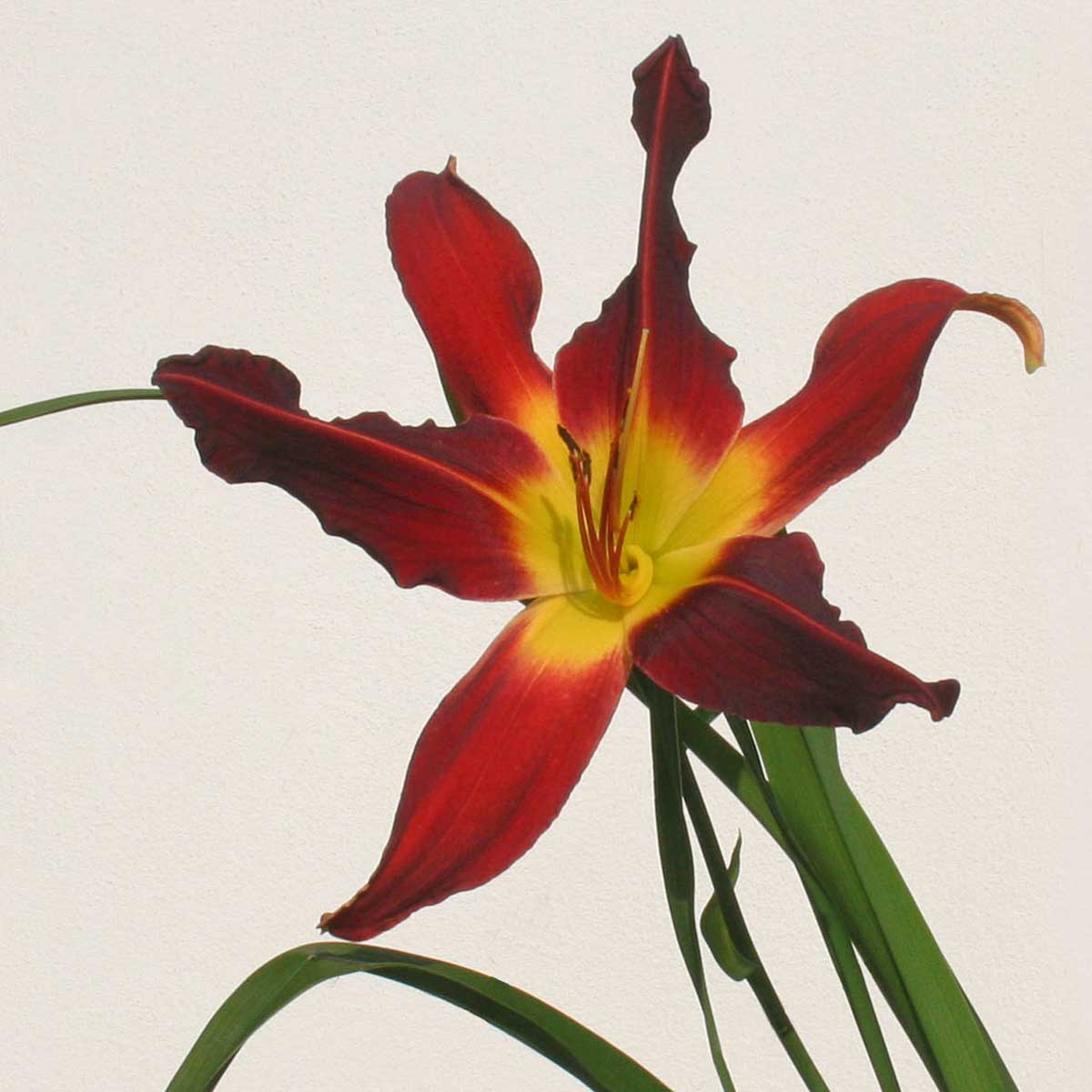 Hemerocallis 'Red Suspenders'<span>Taglilie</span>