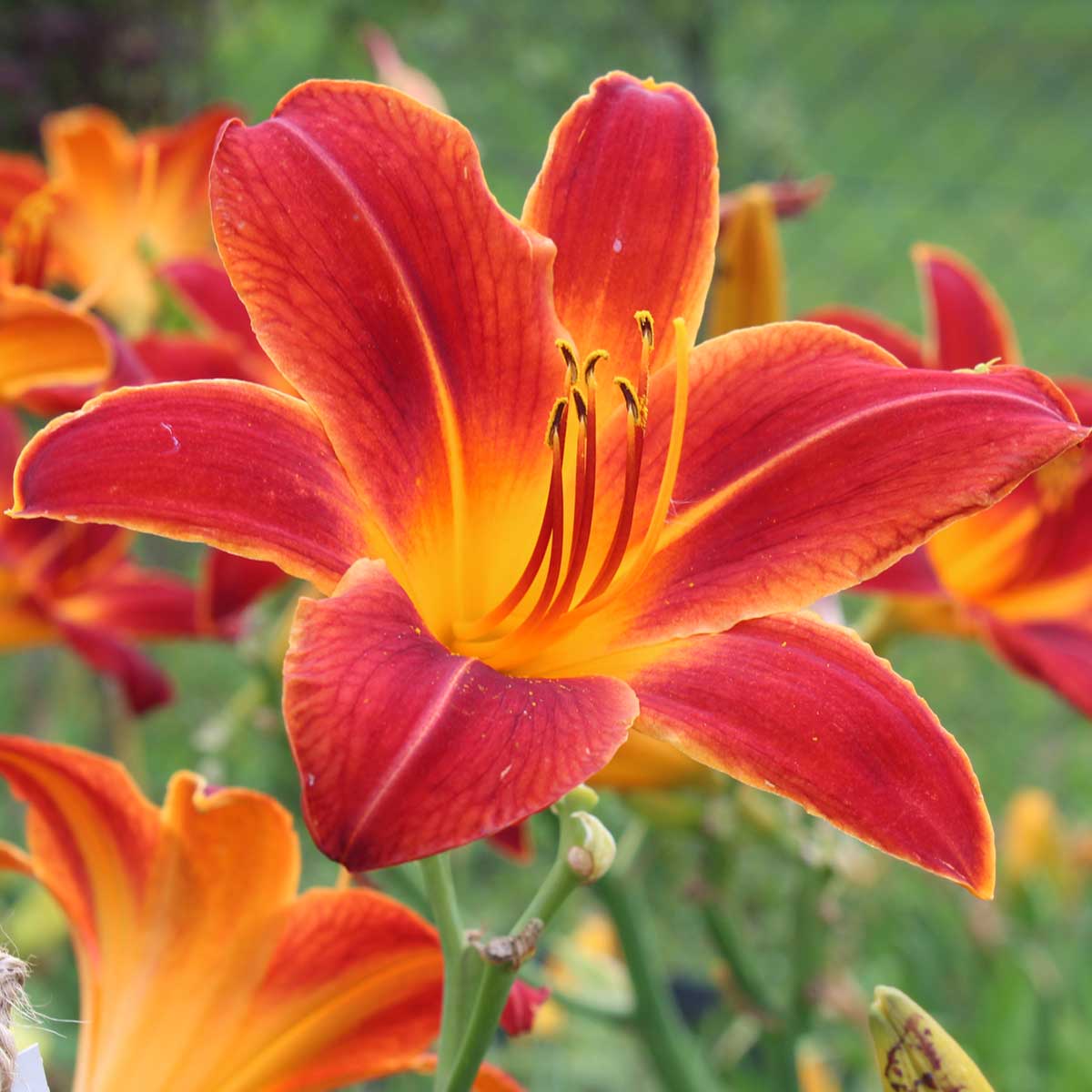 Hemerocallis 'Red Tallboy'<span>Taglilie</span>