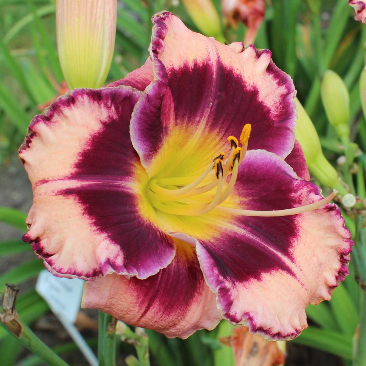 Hemerocallis 'Rock Solid'<span>Taglilie</span>