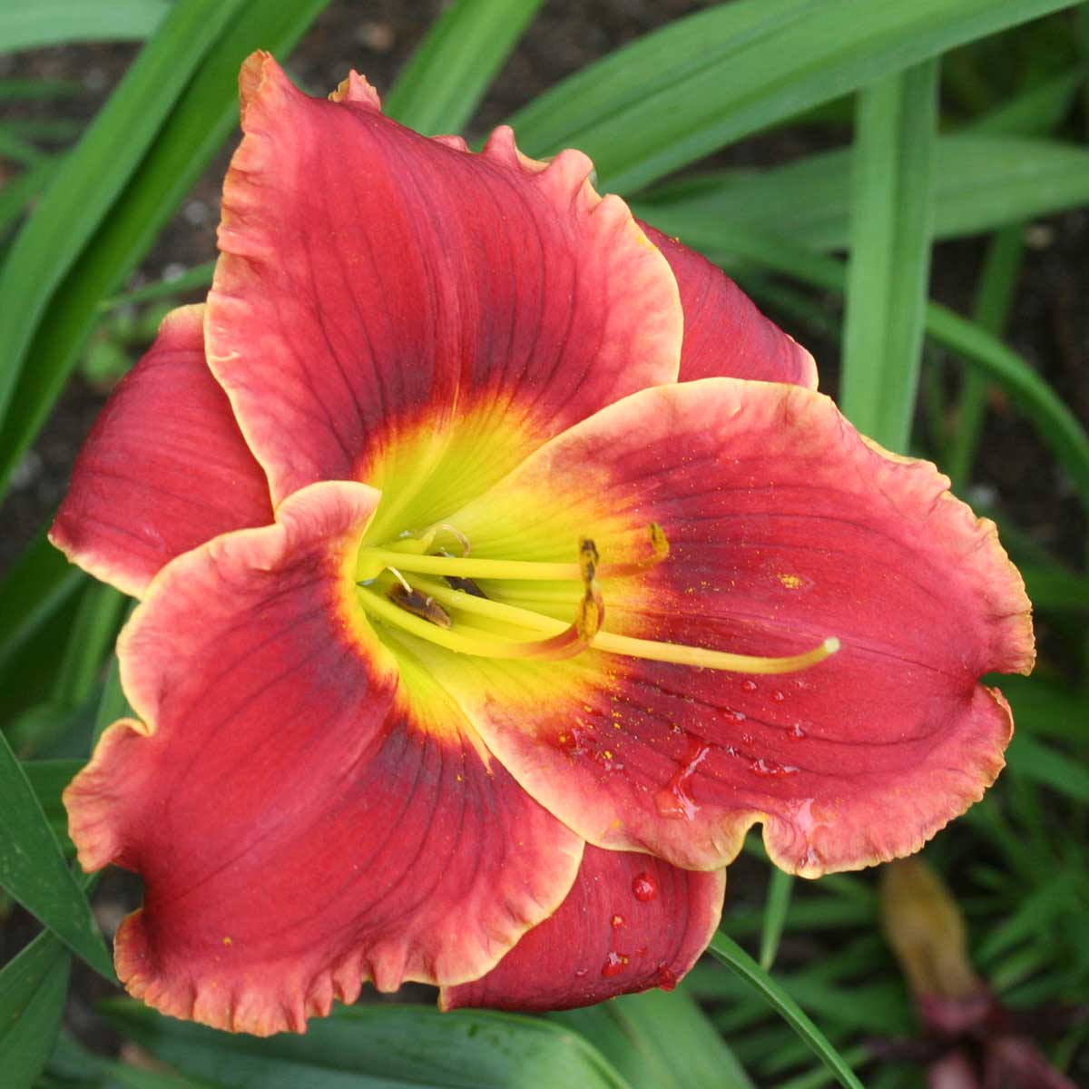 Hemerocallis 'Roses in Snow'<span>Taglilie</span>
