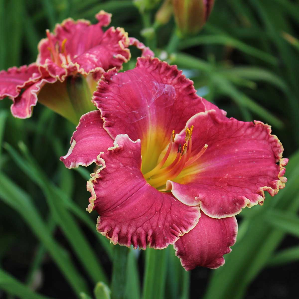Hemerocallis 'Royal Renaissance'<span>Taglilie</span>