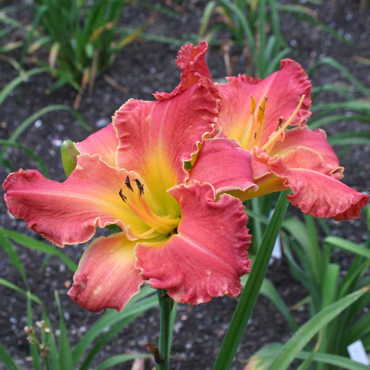 Hemerocallis 'Ruffles And Ribbons'<span>Taglilie</span>