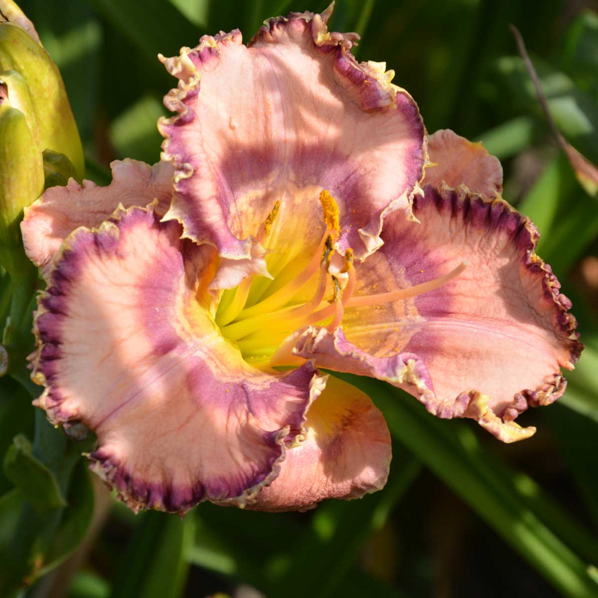 Hemerocallis 'Ruffles Have Ripples'<span>Taglilie</span>