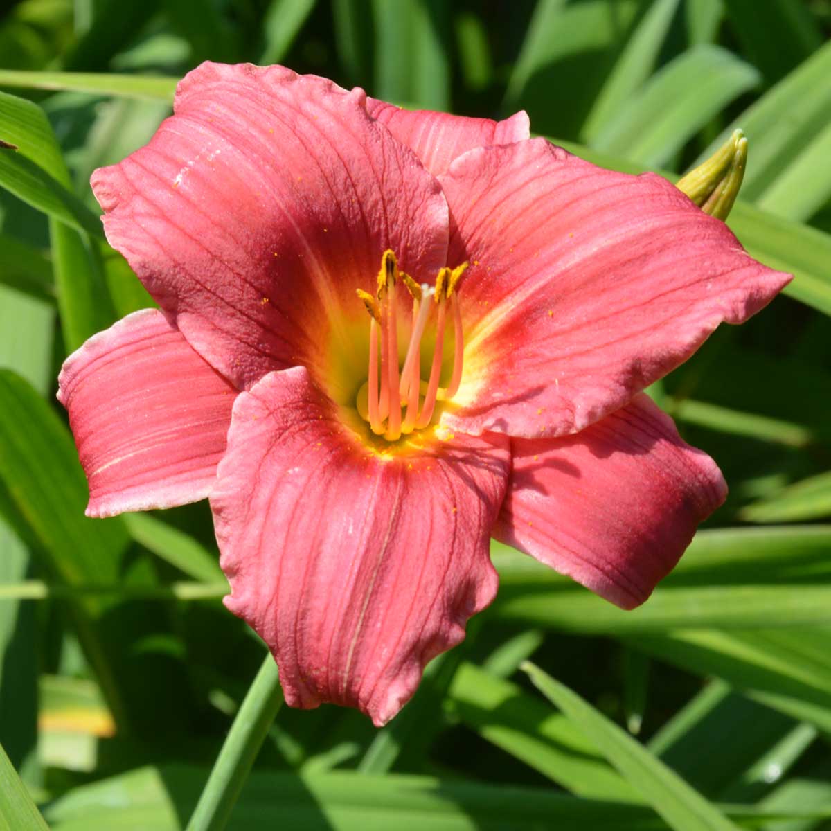 Hemerocallis 'Sabine Berger'<span>Taglilie</span>