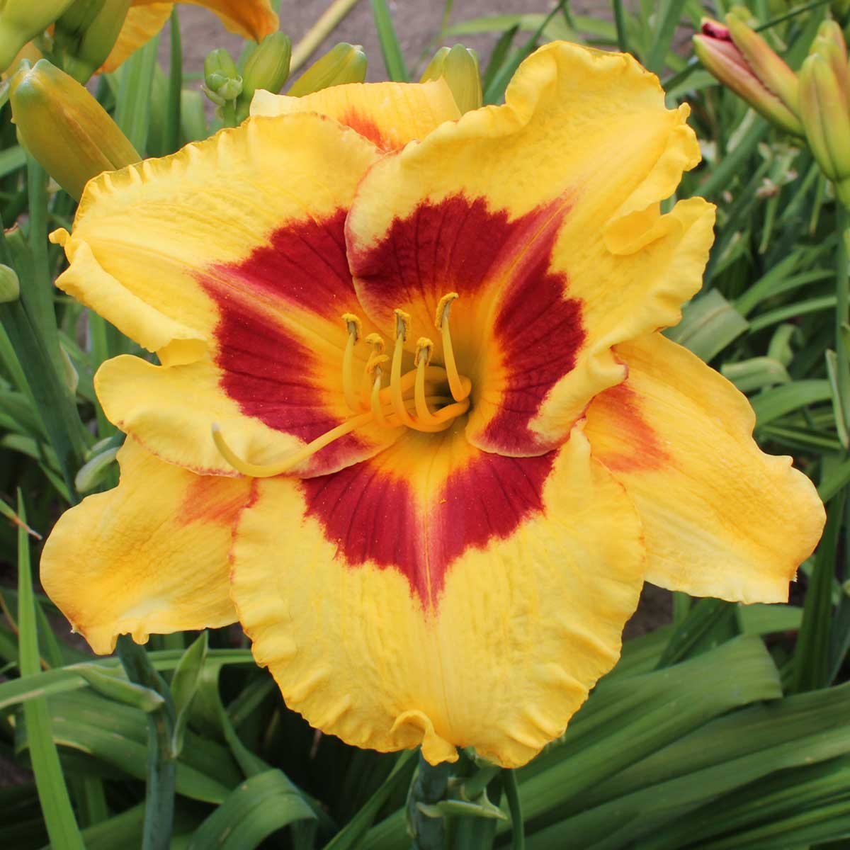 Hemerocallis 'Sachsen Blutauge'<span>Taglilie</span>