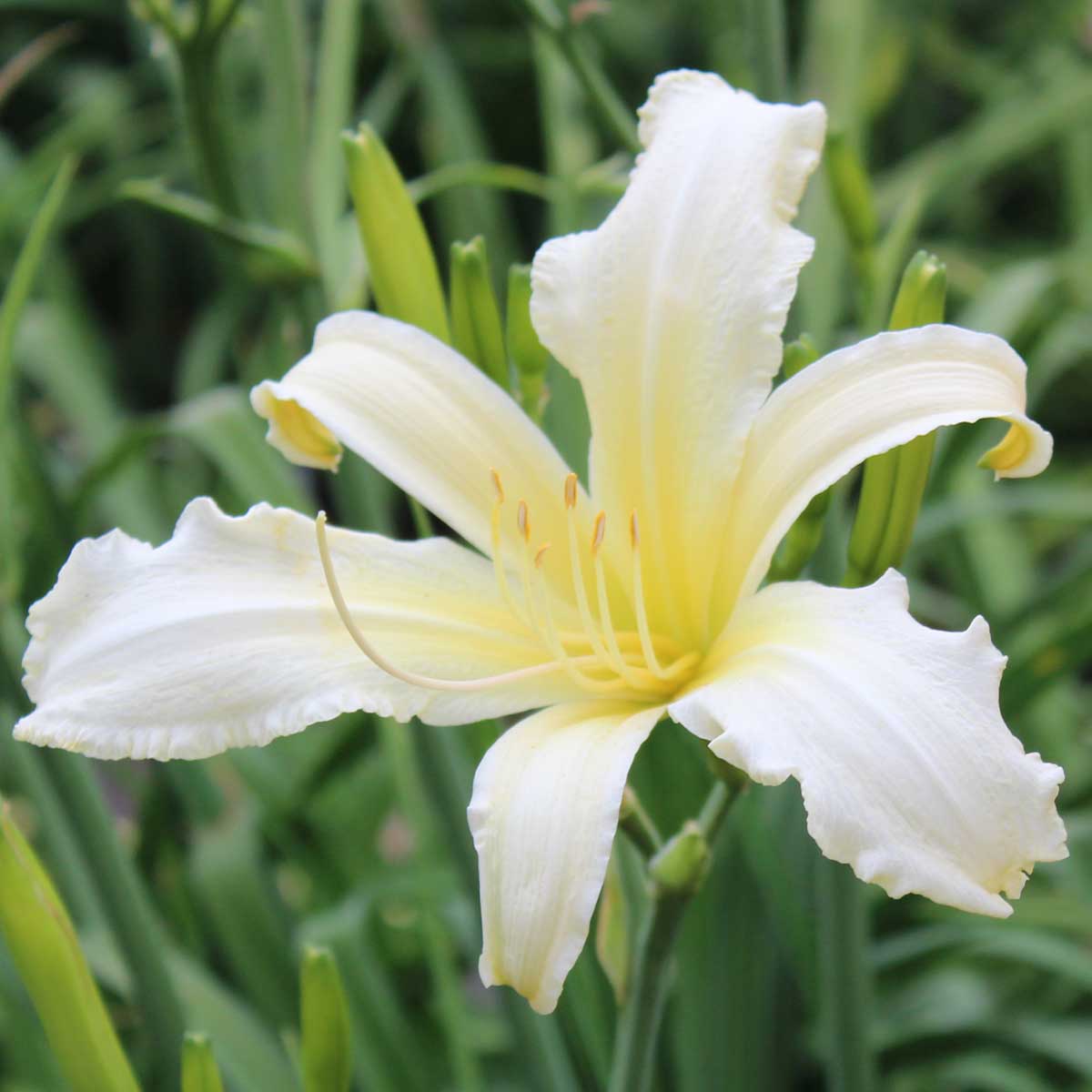 Hemerocallis 'Scandinavia'<span>Taglilie</span>