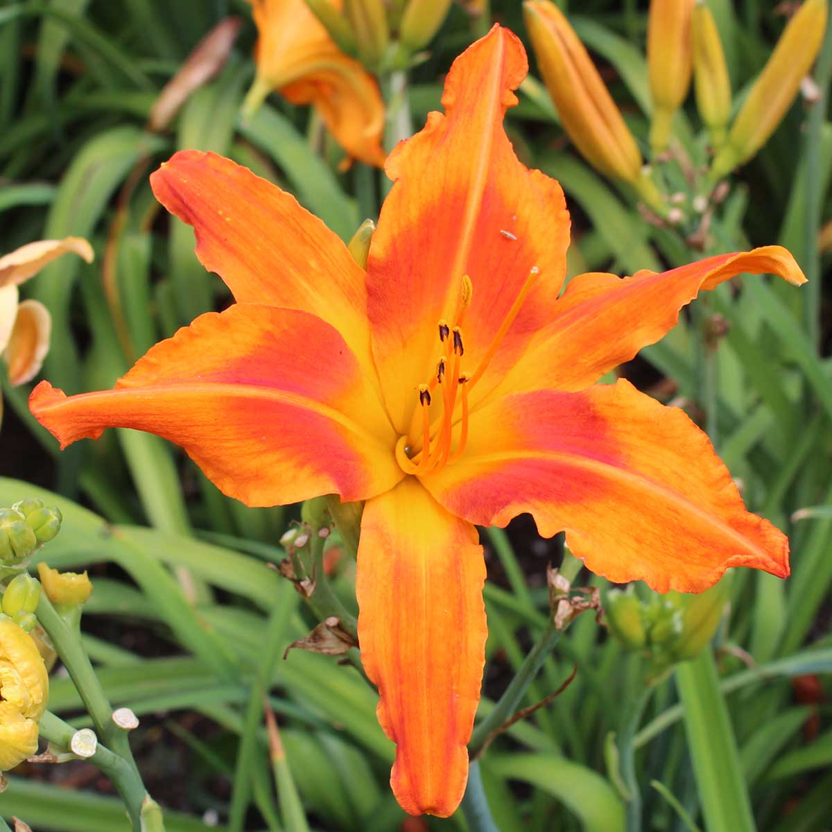 Hemerocallis 'Screamcicle'<span>Taglilie</span>