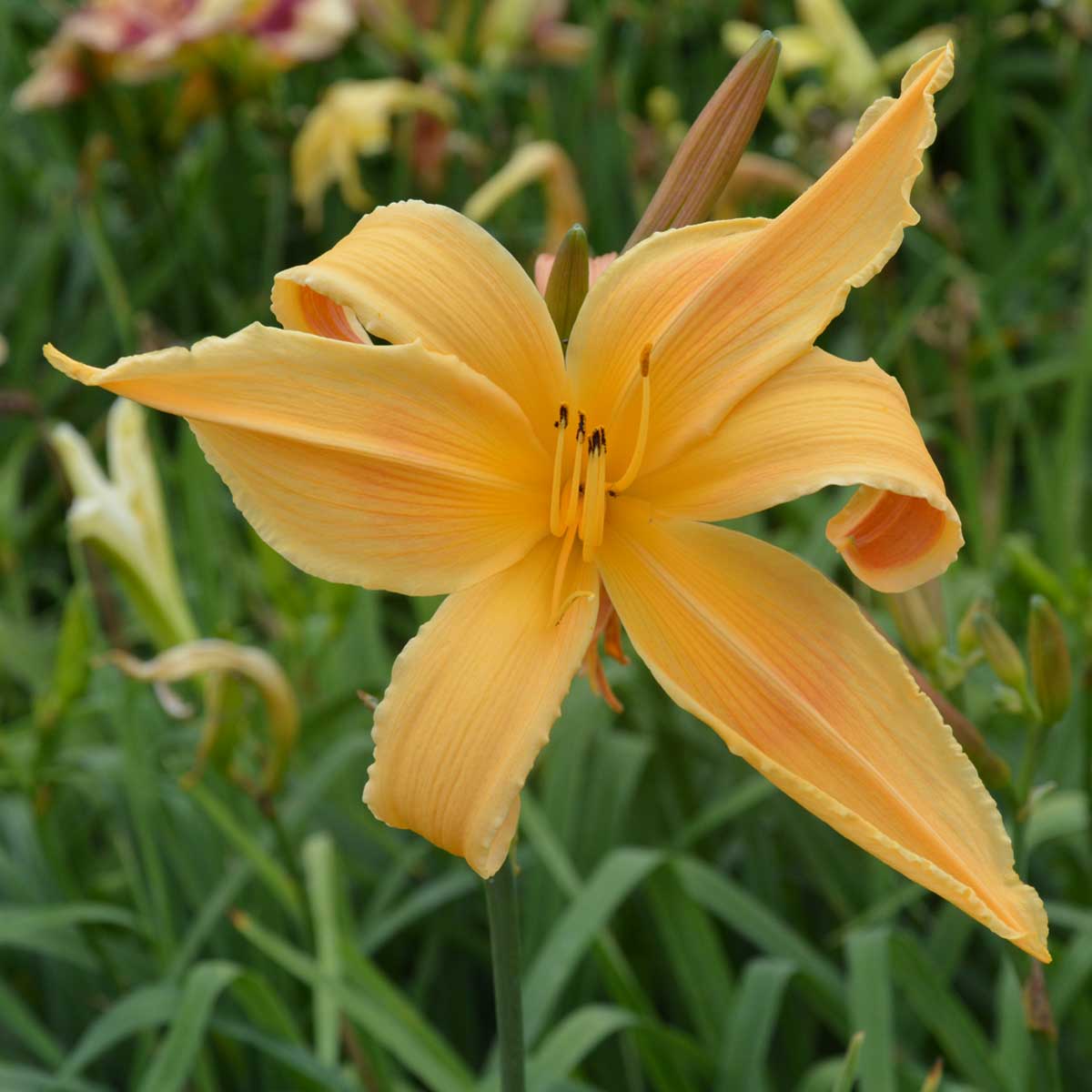 Hemerocallis 'Selma Longlegs'<span>Taglilie</span>