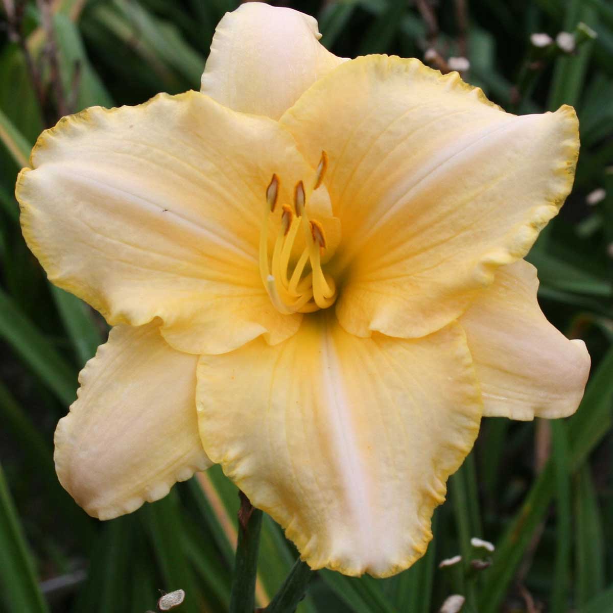 Hemerocallis 'Serena Sunburst'<span>Taglilie</span>