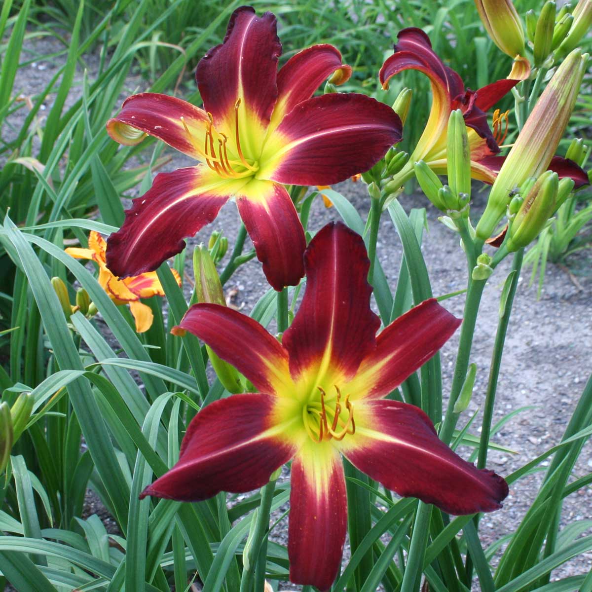 Hemerocallis 'She Devil'<span>Taglilie</span>