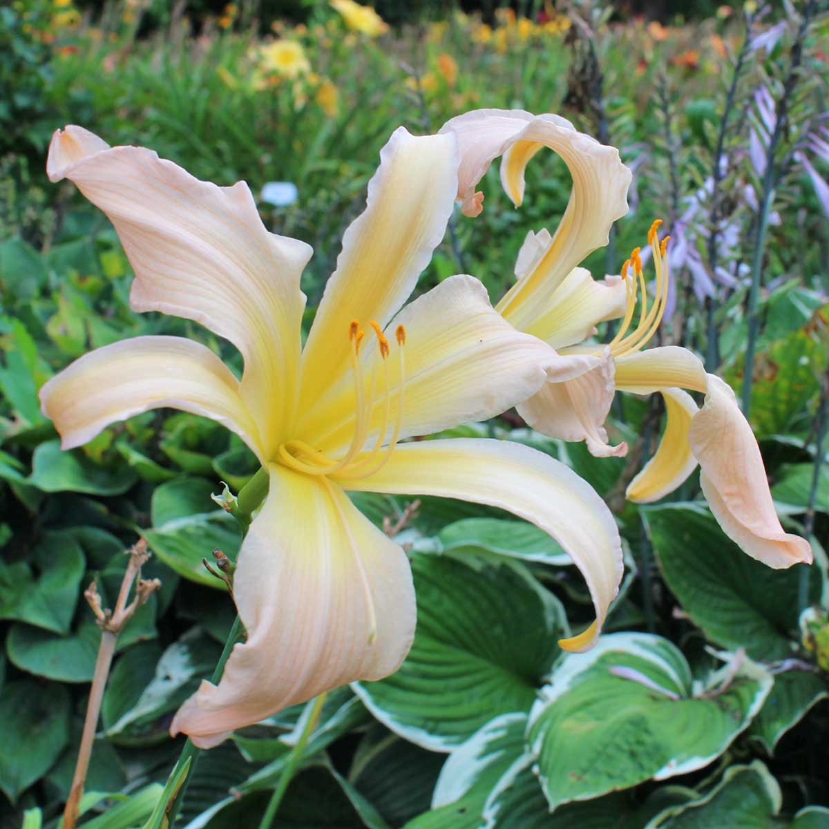Hemerocallis 'Shoo-Fly Pie'<span>Taglilie</span>