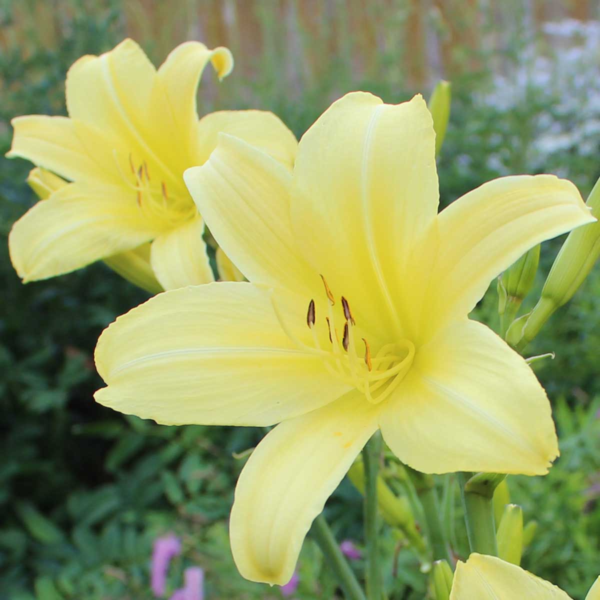 Hemerocallis 'Shooting Star'<span>Taglilie</span>