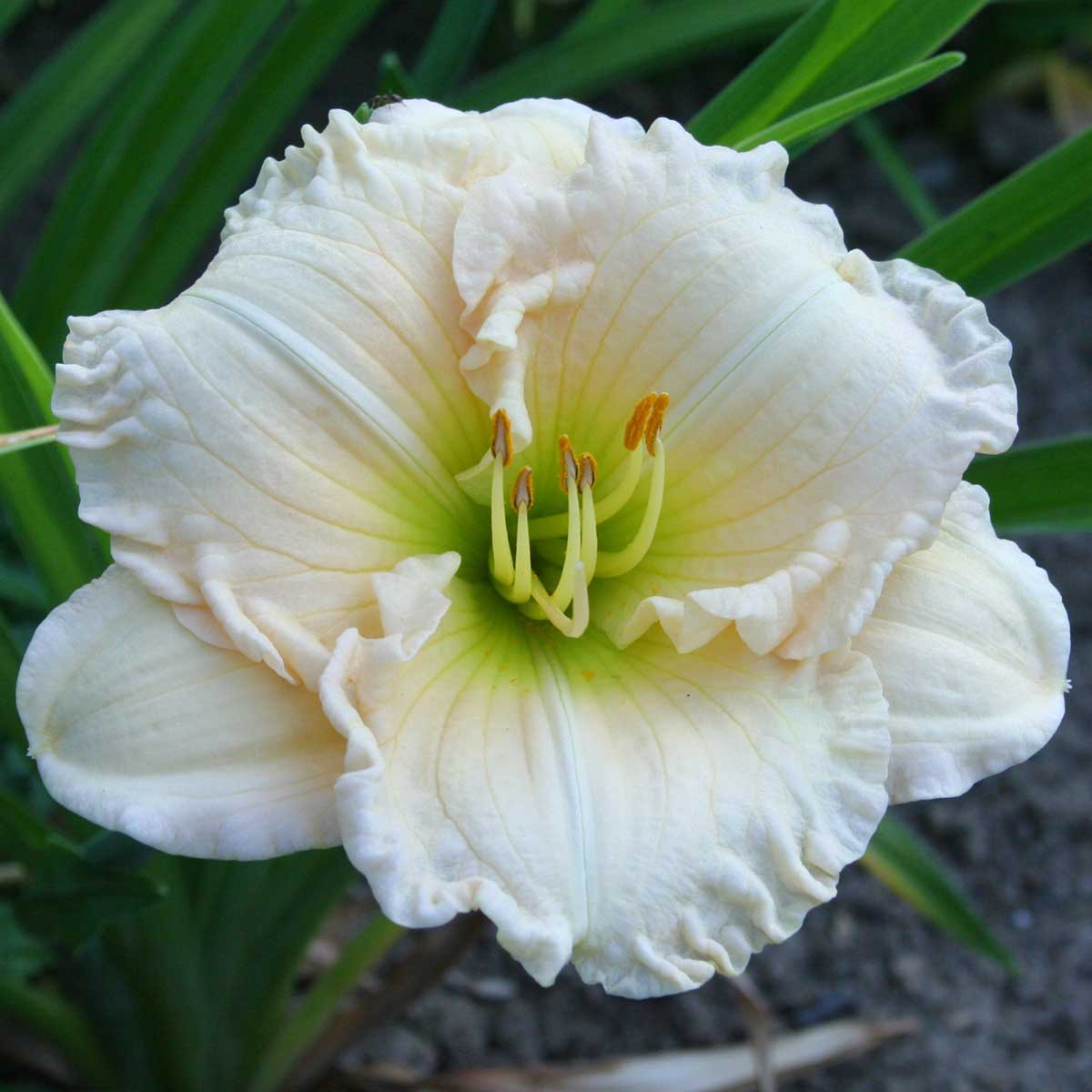 Hemerocallis 'Silent Poetry'<span>Taglilie</span>