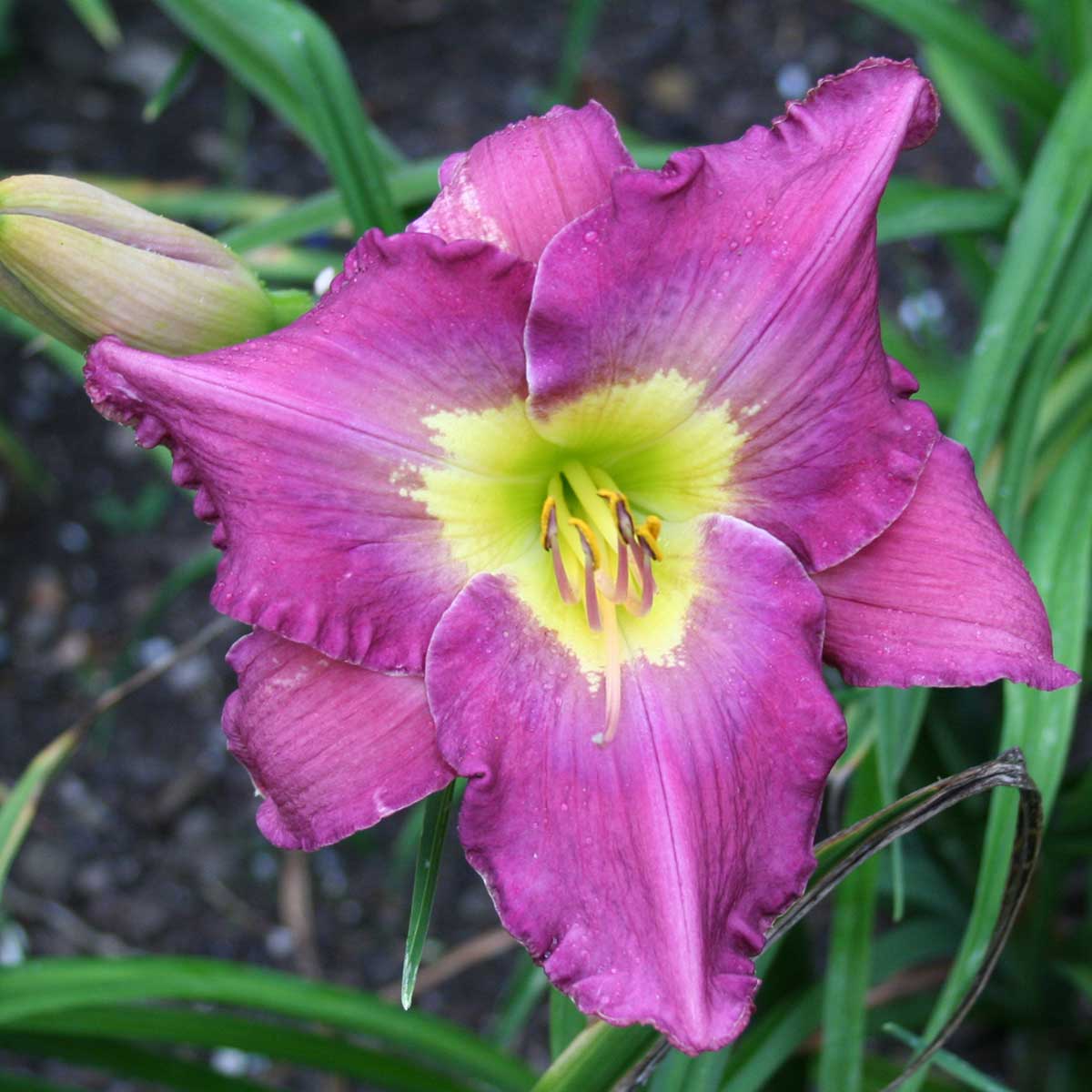 Hemerocallis 'Silent Sentry'<span>Taglilie</span>