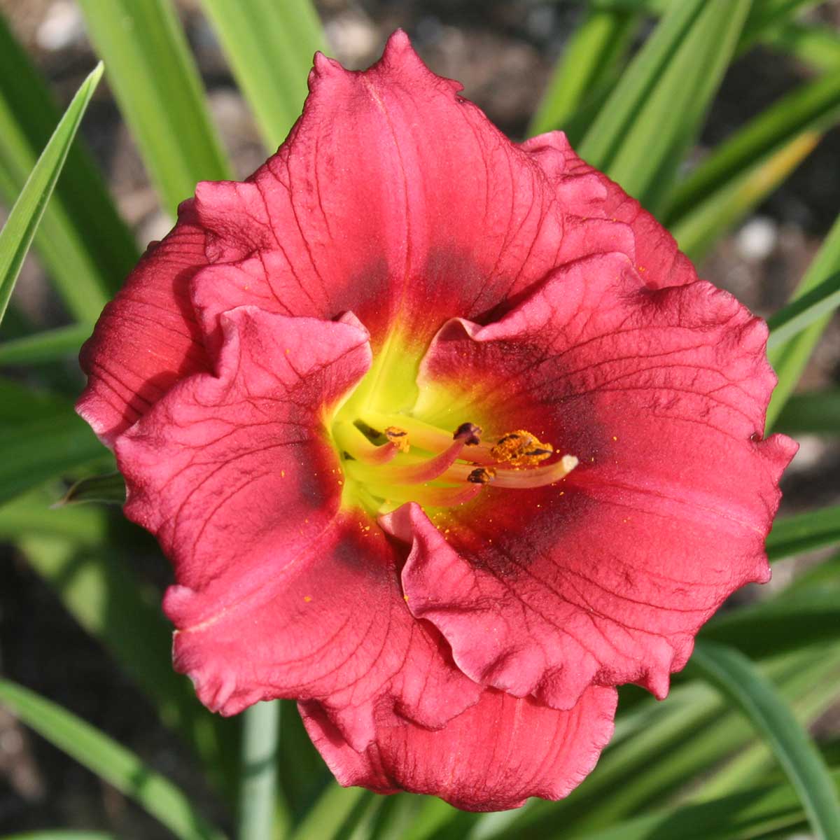 Hemerocallis 'Siloam Grace Stamile'<span>Taglilie</span>
