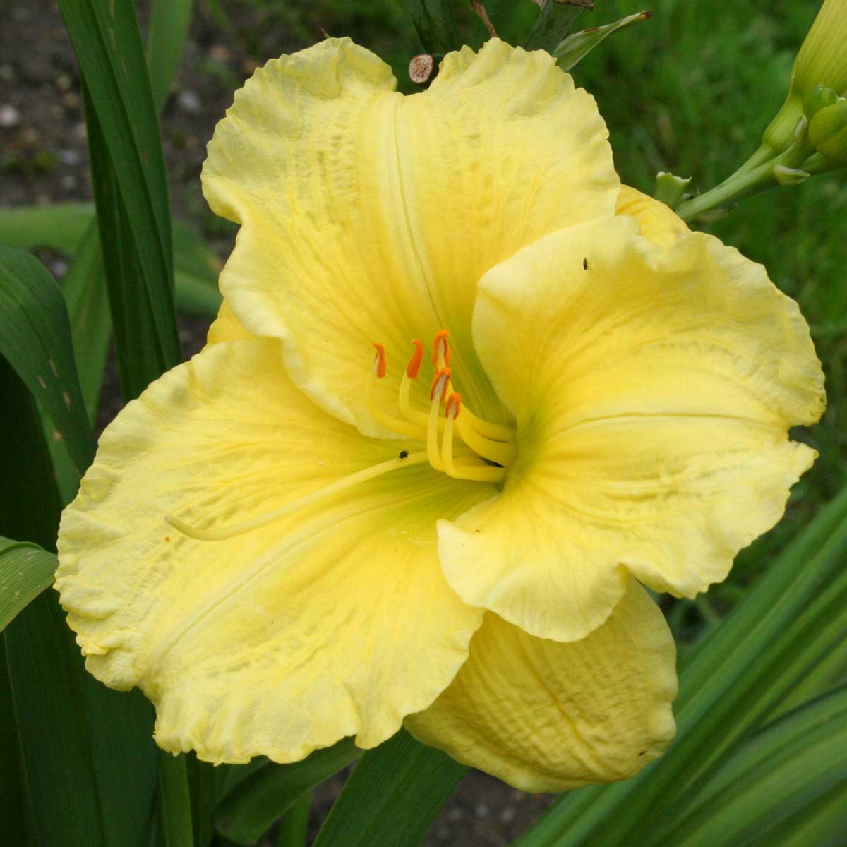 Hemerocallis 'Siloam Mama'<span>Taglilie</span>