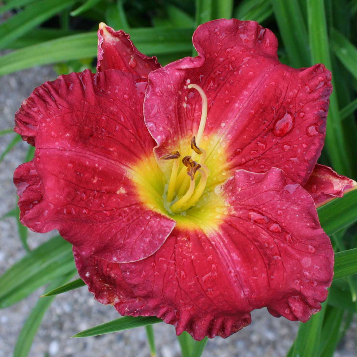 Hemerocallis 'Siloam Paul Watts'<span>Taglilie</span>
