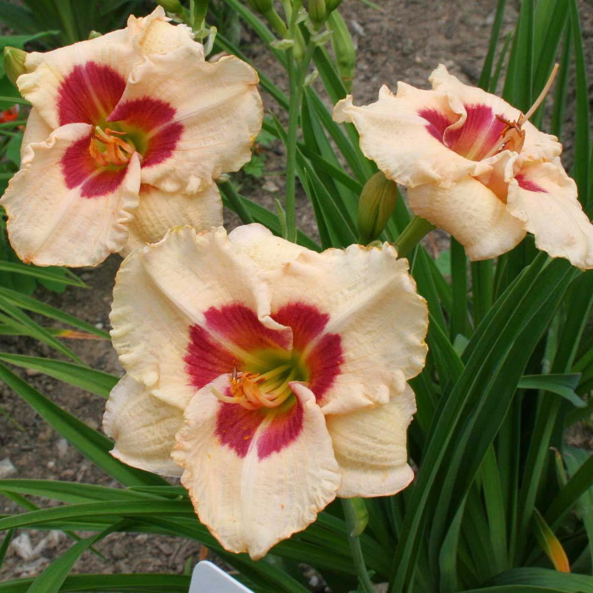 Hemerocallis 'Siloam Shocker'<span>Taglilie</span>