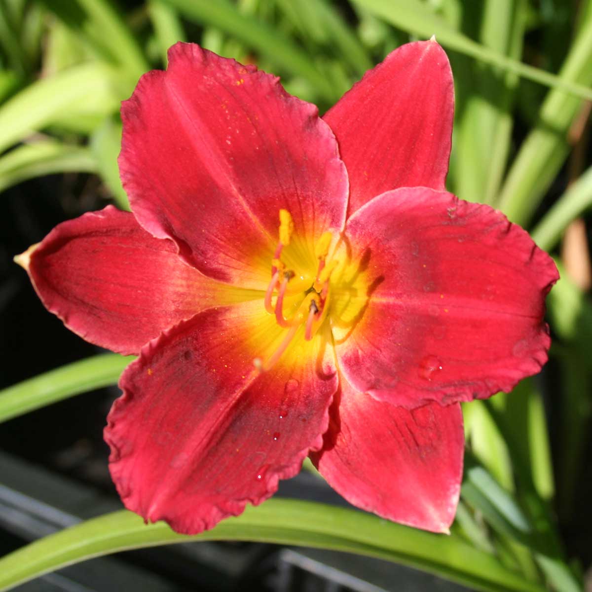 Hemerocallis 'Siloam Showgirl'<span>Taglilie</span>