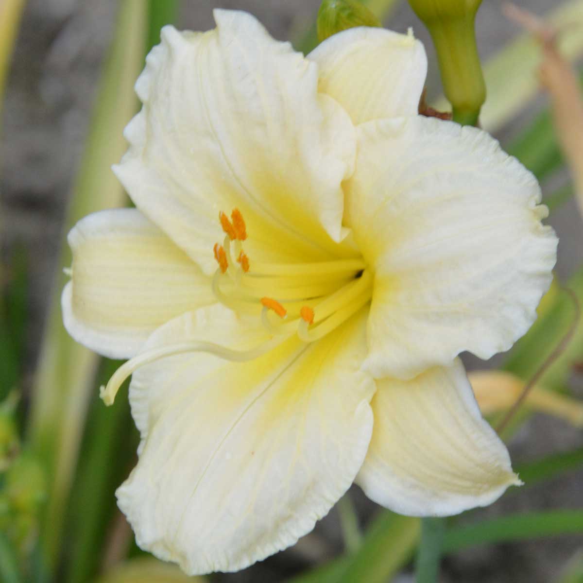 Hemerocallis 'Snowy Stella'<span>Taglilie</span>