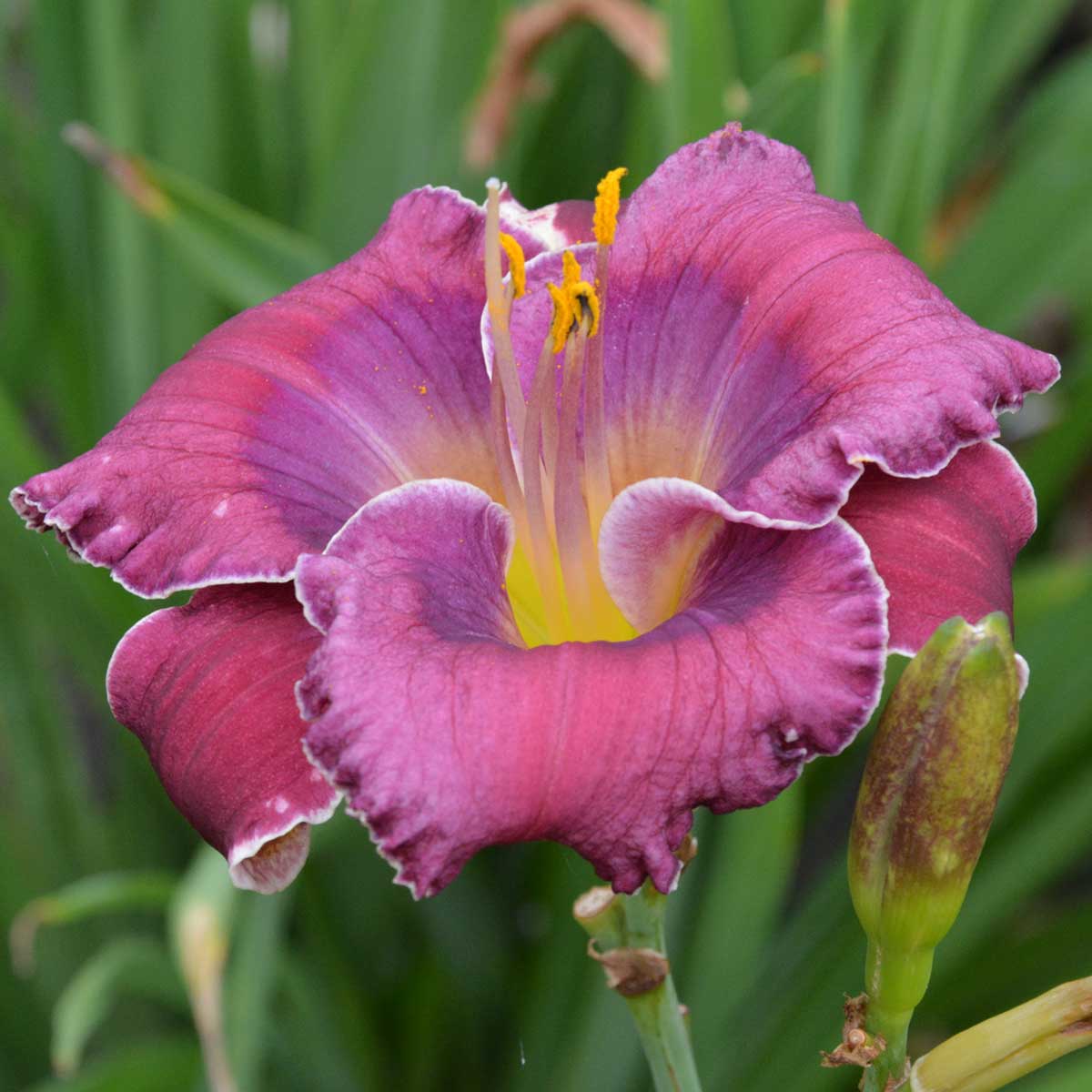 Hemerocallis 'So Many Rivers'<span>Taglilie</span>