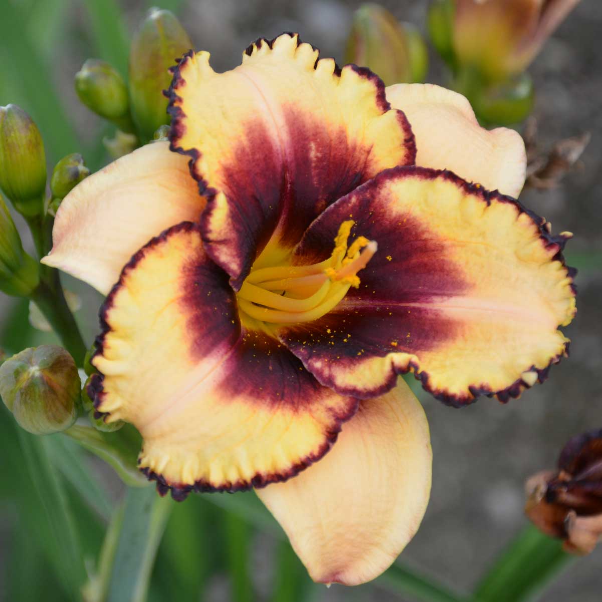 Hemerocallis 'Spacecoast Bold Scheme'<span>Taglilie</span>