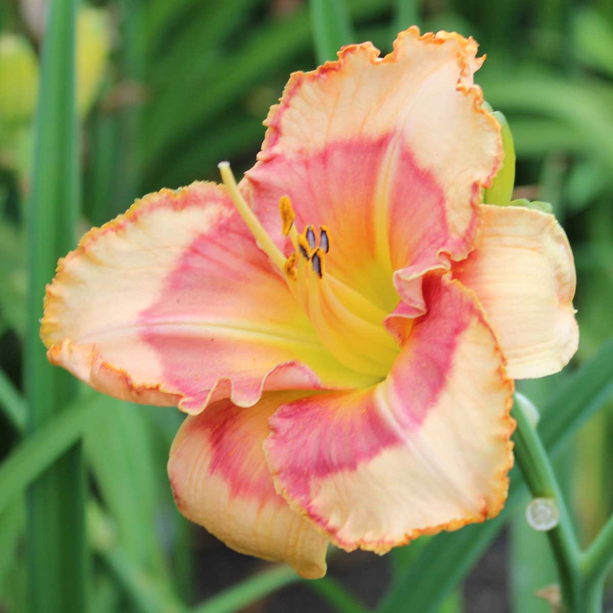 Hemerocallis 'Spacecoast Dragon Prince'<span>Taglilie</span>