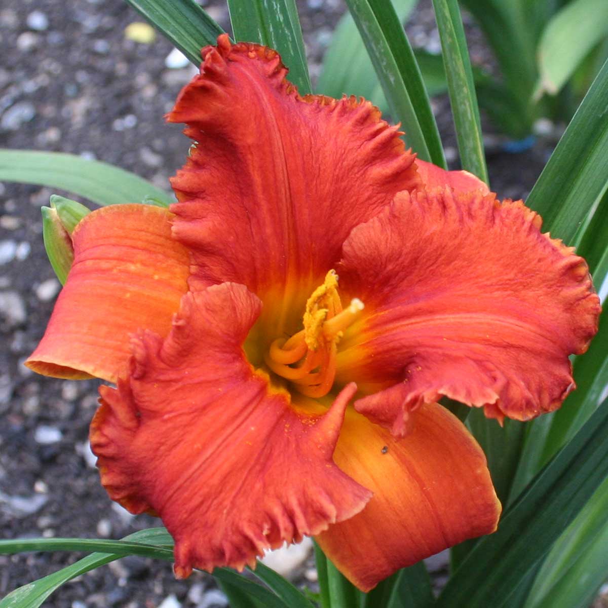 Hemerocallis 'Spacecoast Tiny Inferno'<span>Taglilie</span>