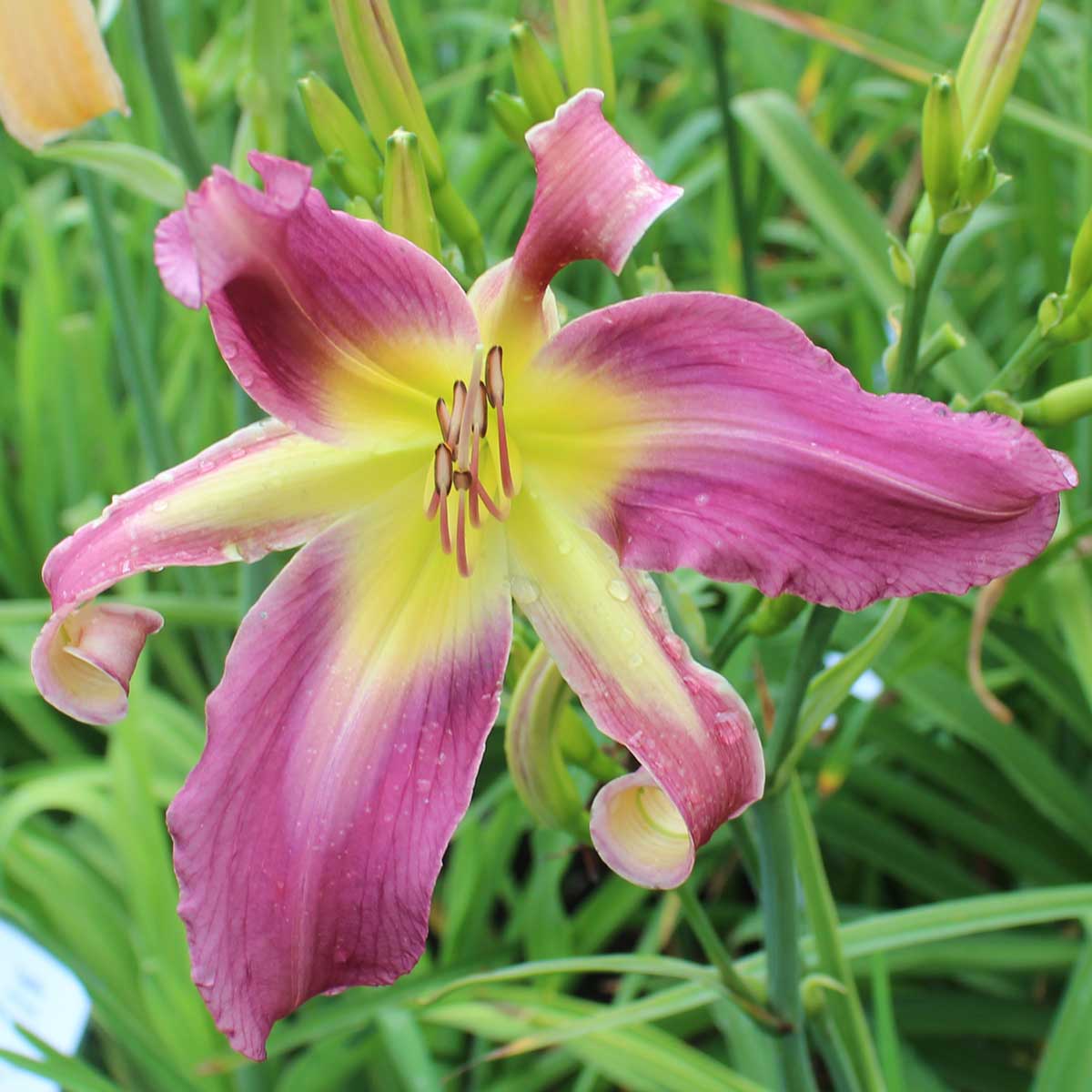 Hemerocallis 'Spirit Of Sapelo'<span>Taglilie</span>