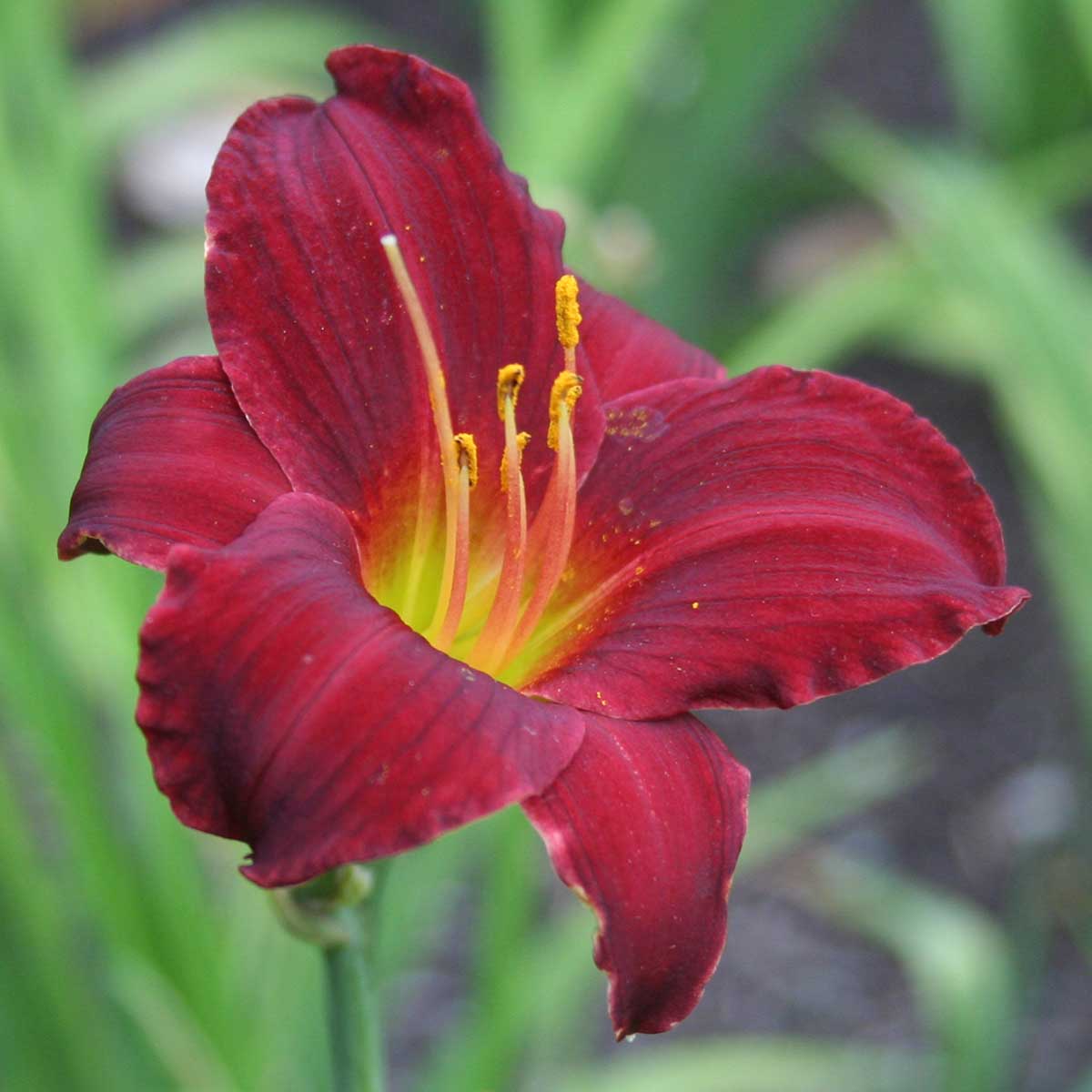 Hemerocallis 'Stella in Red'<span>Taglilie</span>