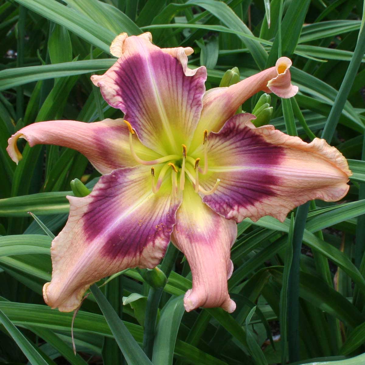 Hemerocallis 'Storm Damage'<span>Taglilie</span>