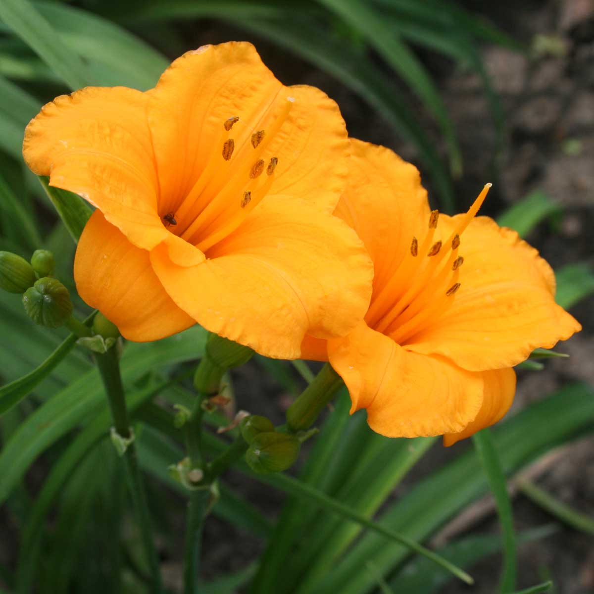 Hemerocallis 'Sun Pixie'<span>Taglilie</span>