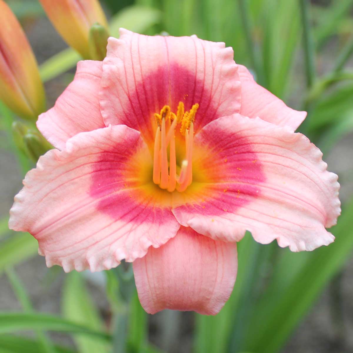 Hemerocallis 'Sweet Tanja'<span>Taglilie</span>