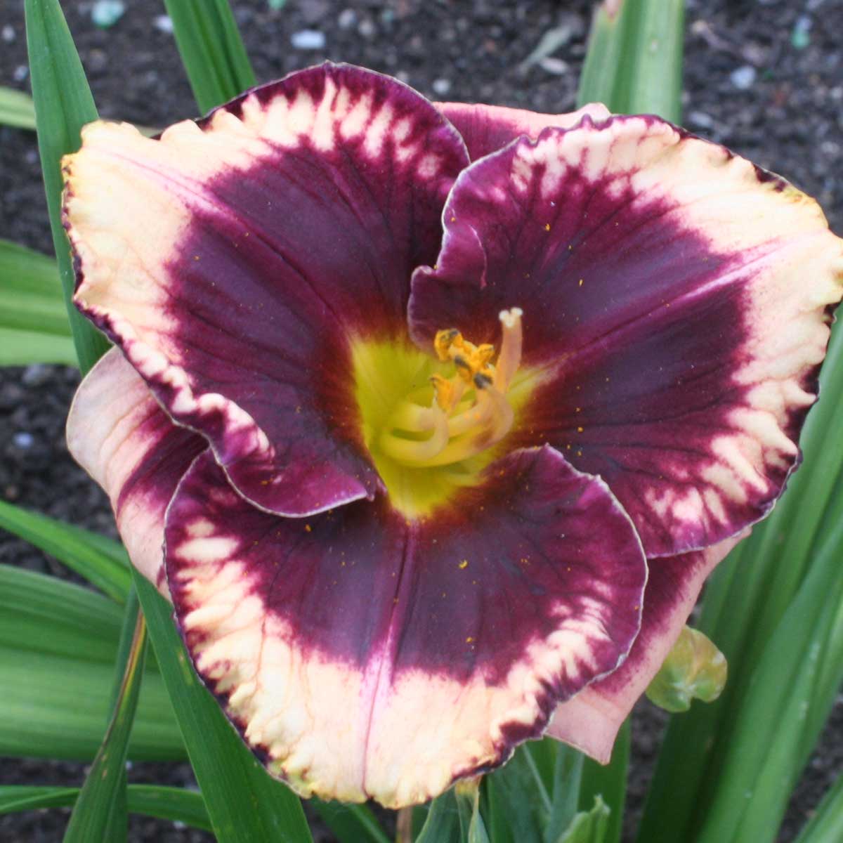 Hemerocallis 'Taunus Gab'<span>Taglilie</span>